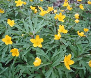 Анемона лютичная (Anemone ranunculoides) — фото 1