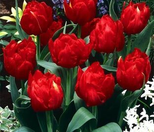 Тюльпан Абба (Tulipa Abba)