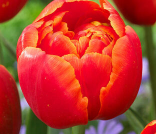 Тюльпан Айкун (Tulipa Icoon)