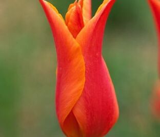 Тюльпан Балерина (Tulipa Ballerina)