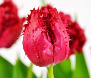 Тюльпан Барбадос (Tulipa Barbados)