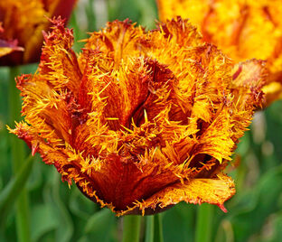 Тюльпан Бастия (Tulipa Bastia) — фото 1