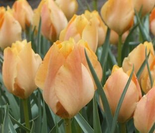 Тюльпан баталина Брайт Гем (Tulipa batalinii Bright Gem) — фото 1