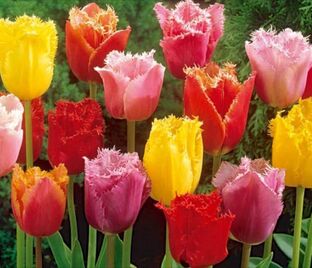 Тюльпан бахромчатый Микс (Tulipa Fringed Mix) — фото 1