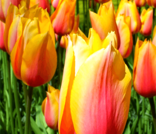 Тюльпан Блашинг Леди (Tulipa Blushing Lady)