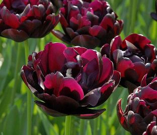 Тюльпан Блэк Хиро (Tulipa Black Hero)