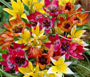 Тюльпан ботанический Микс (Tulipa Species Mix)