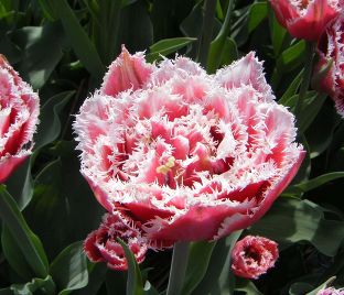 Тюльпан Брест (Tulipa Brest)