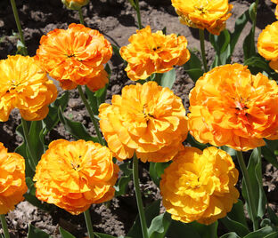 Тюльпан Бьюти оф Апельдорн (Tulipa Beauty of Apeldoorn)