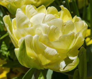 Тюльпан Верона (Tulipa Verona)