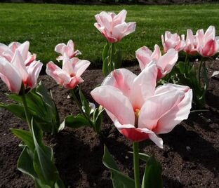 Тюльпан Виллем ван дер Аккер (Tulipa Willem van den Akker) — фото 1