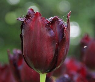 Тюльпан Винсент ван Гог (Tulipa Vincent Van Gogh) — фото 1