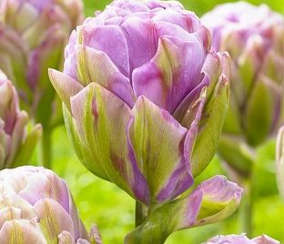 Тюльпан Виолет Пранаа (Tulipa Violet Pranaa)