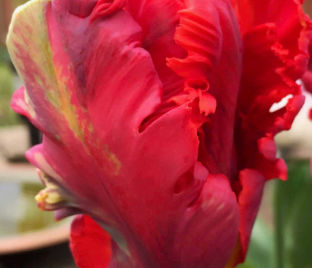 Тюльпан Гарден Файр (Tulipa Garden Fire)