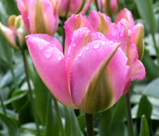 Тюльпан Грёнлэнд (Tulipa Groenland)