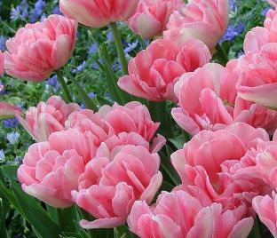 Тюльпан Дабл Сенсэйшн (Tulipa Double Sensation)