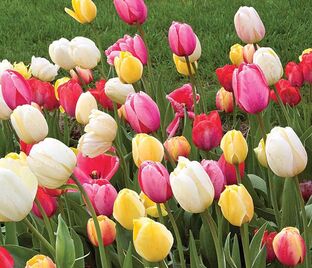 Тюльпан Дарвиновы гибриды микс (Tulipa Darwin Hybrid Mix) — фото 1