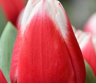 Тюльпан Датч Дизайн Микс (Tulipa Dutch Design Mix) — фото 1