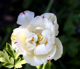 Тюльпан Денслайн (Tulipa Danceline) — фото 1