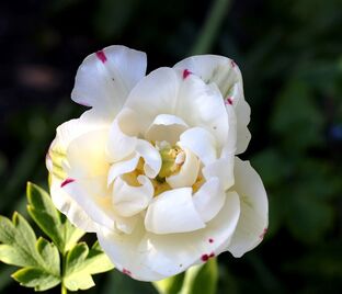 Тюльпан Денслайн (Tulipa Danceline)