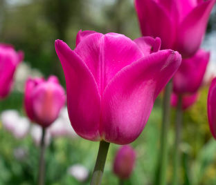 Тюльпан Дон Кихот (Tulipa Don Quichotte)