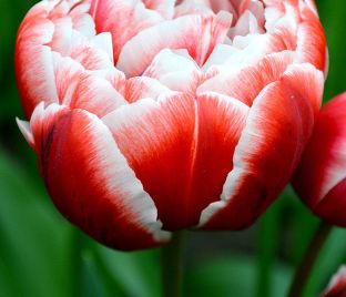 Тюльпан Драмлайн (Tulipa Drumline) — фото 1