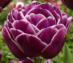 Тюльпан Дрим Тач (Tulipa Dream Touch)