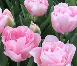 Тюльпан Дример (Tulipa Dreamer) — фото 1