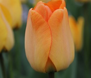 Тюльпан Дэйдрим (Tulipa Daydream)
