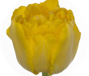 Тюльпан Дэнсинг Куин (Tulipa Dancing Queens) — фото 1