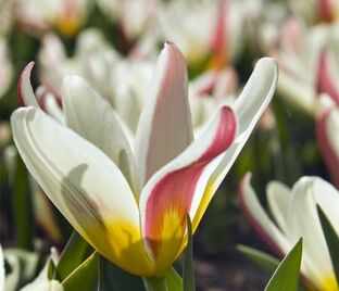 Тюльпан Зе Фёст (Tulipa The First) — фото 1