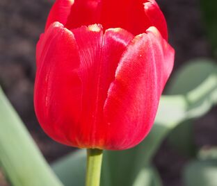 Тюльпан Иль де Франс (Tulipa Ile de France)