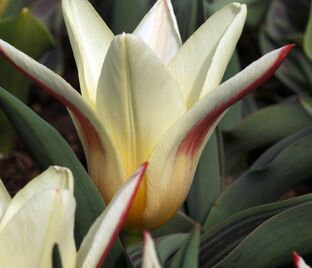 Тюльпан Иоганн Штраус (Tulipa Johann Strauss) — фото 1