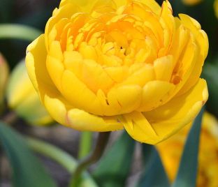 Тюльпан Йеллоу Помпенет (Tulipa Yellow Pompenette) — фото 1
