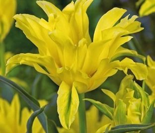 Тюльпан Йеллоу Спайдер (Tulipa Yellow Spider)
