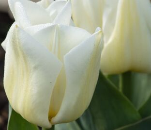 Тюльпан Калгари (Tulipa Calgary)