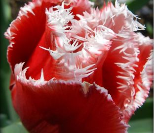 Тюльпан Канаста (Tulipa Canasta)