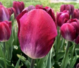 Тюльпан Канзас Прауд (Tulipa Kansas Proud) — фото 1