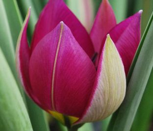 Тюльпан карликовый (Tulipa pulchella humilis)