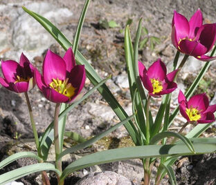 Тюльпан карликовый Виоласеа (Tulipa pulchella Violacea) — фото 1