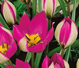 Тюльпан карликовый Персиан Перл (Tulipa pulchella Persian Pearl) — фото 1