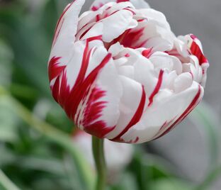 Тюльпан Карнавал де Ницца (Tulipa Carnaval De Nice) — фото 1