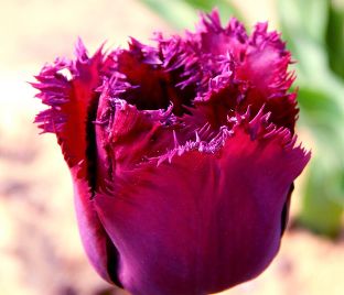 Тюльпан Кёрли Сью (Tulipa Curly Sue)