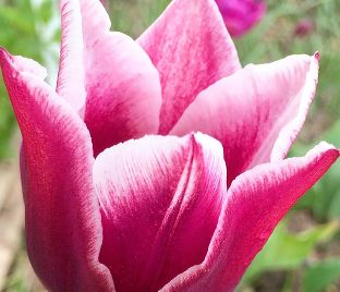 Тюльпан Клаудия (Tulipa Claudia)