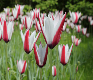 Тюльпан Клузиуса (Tulipa clusiana)