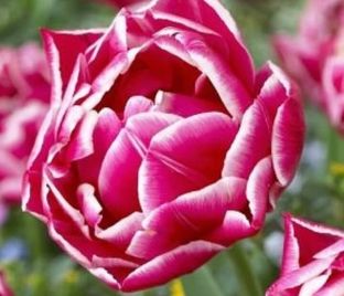 Тюльпан Коламбус (Tulipa Columbus) — фото 1