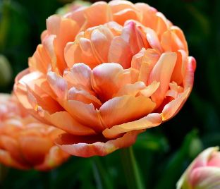 Тюльпан Коппер Имэдж (Tulipa Copper Image)