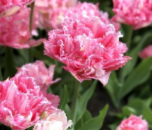 Тюльпан Криспион Свит (Tulipa Crispion Sweet)