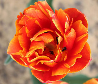 Тюльпан Кроссфаер (Tulipa Crossfire)