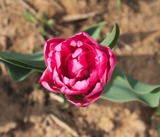 Тюльпан Куин оф Марвел (Tulipa Queen of Marvel)
